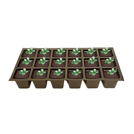Set of 18 Black Mondo Grass plants for sale
