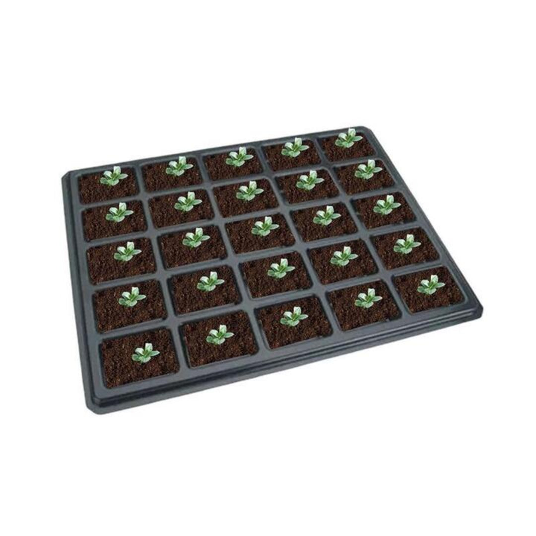 Set of 25 Cinnamon Fern plants for sale