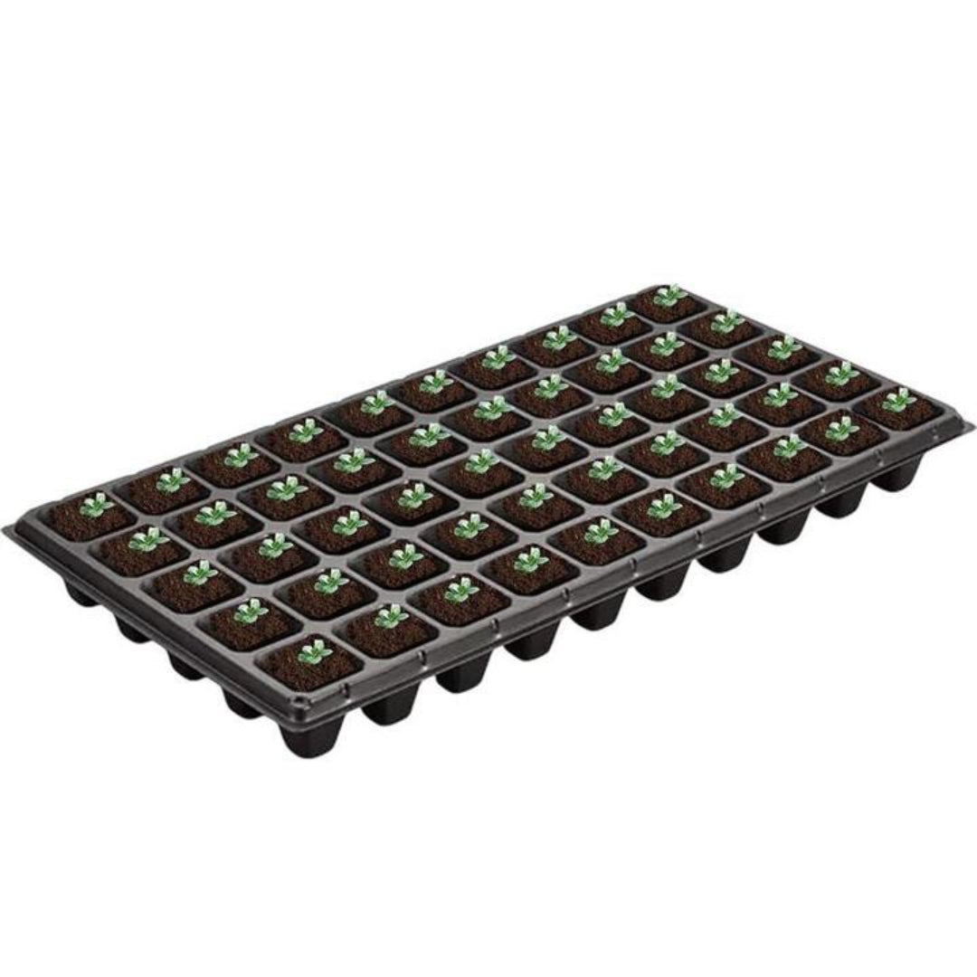 Set of 50 Iris reticulata bulbs offering bulk planting quantity for garden