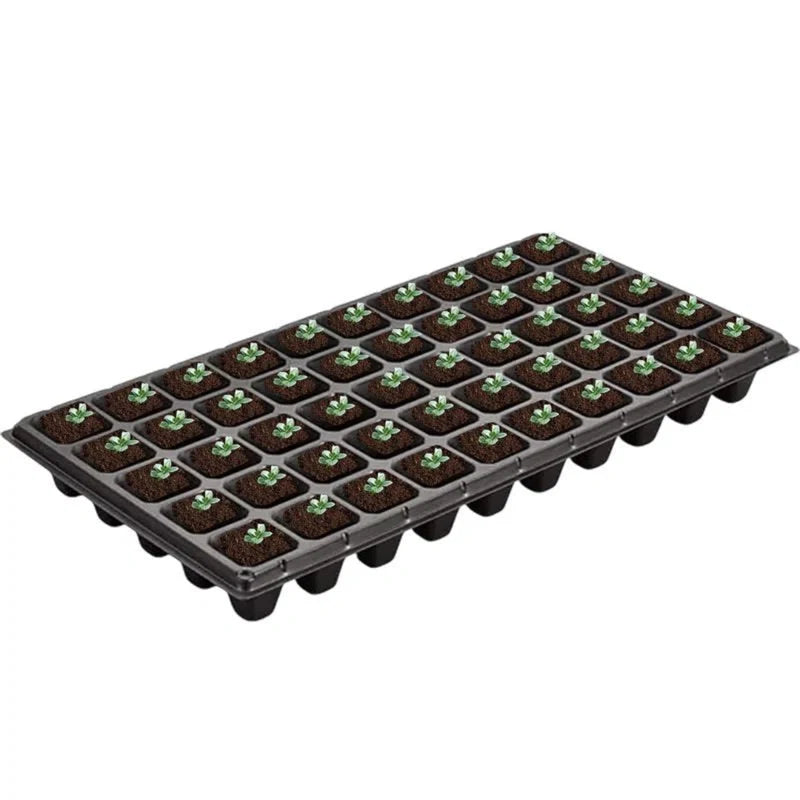 Set of 50 Blue Creeping Phlox garden plants