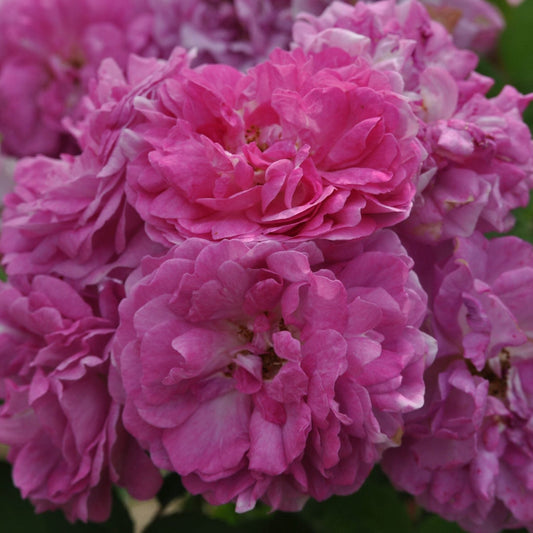 Seven Sisters Rose – flowering shrub