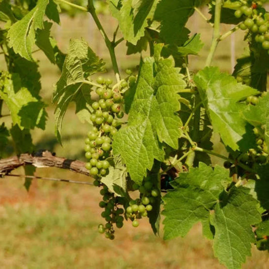 Seyval Blanc grape vine with healthy green foliage
