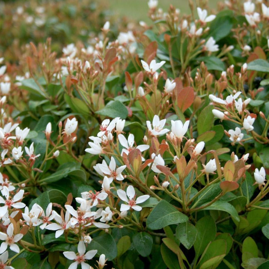 (3 Gallon) "Snow" Indian Hawthorn - Attractive, Compact, Shrub with Pale Pink Blooms Changing To White.
