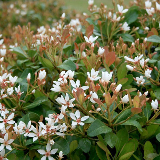 (3 Gallon) "Snow" Indian Hawthorn - Attractive, Compact, Shrub with Pale Pink Blooms Changing To White.