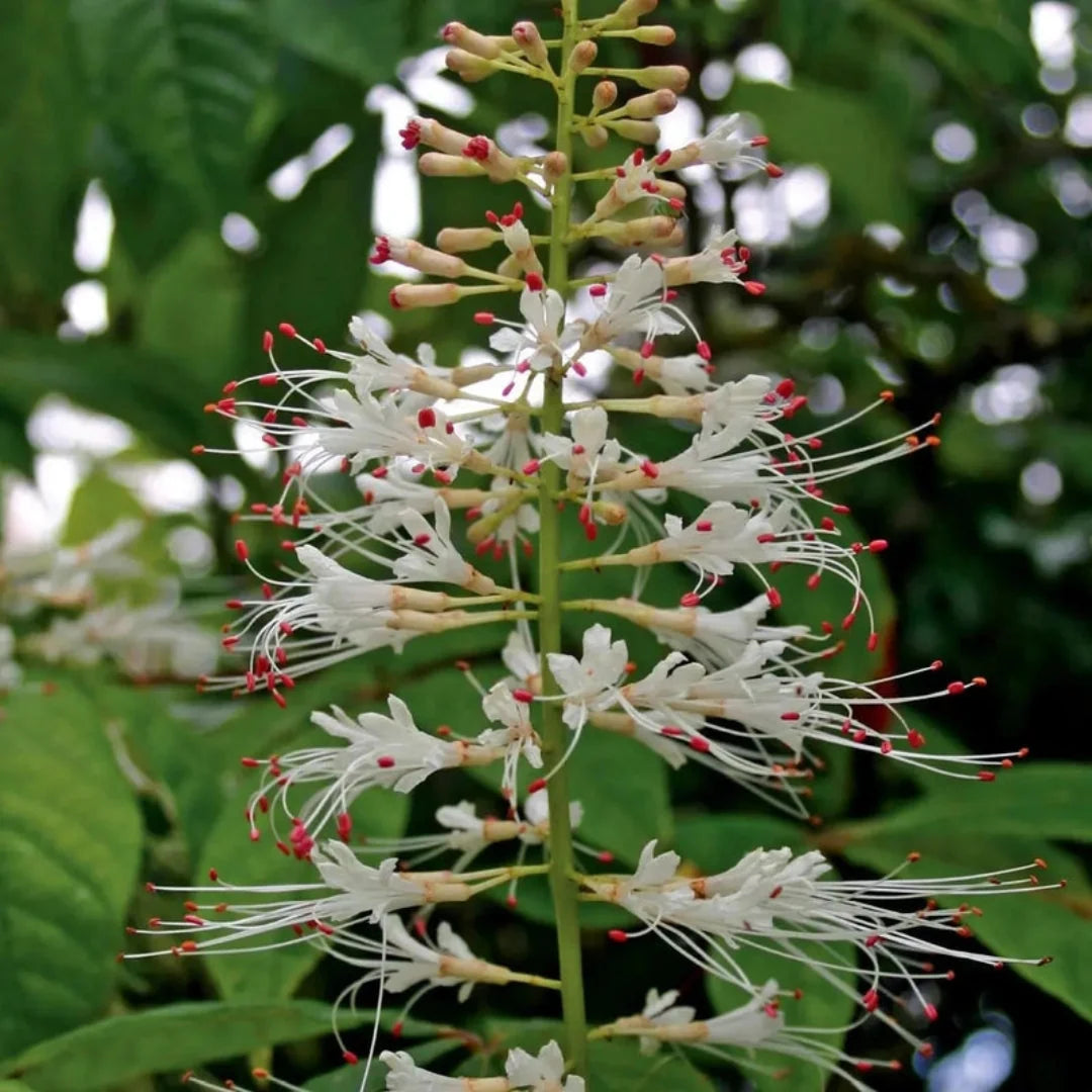 White Bottlebrush Buckeye – Native Spectacular White Summer Bloomer (Aesculus parviflora)