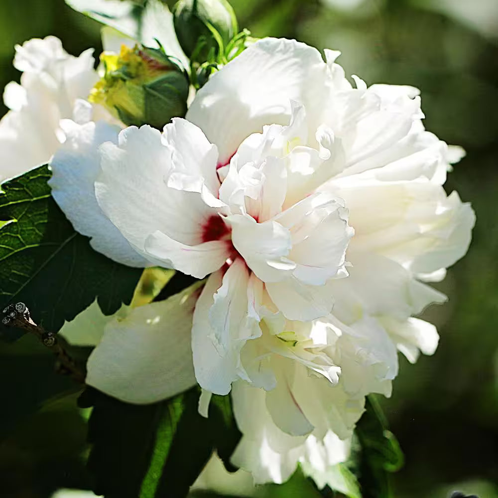 White Rose of Sharon Shrub Used for Privacy Hedge