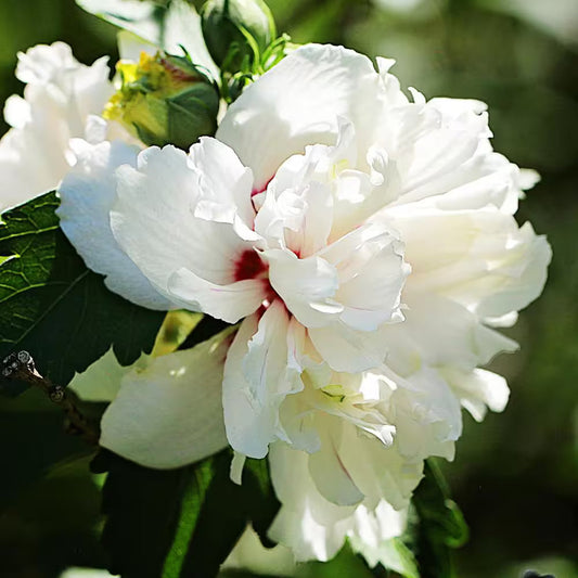 White Rose of Sharon Shrub Used for Privacy Hedge