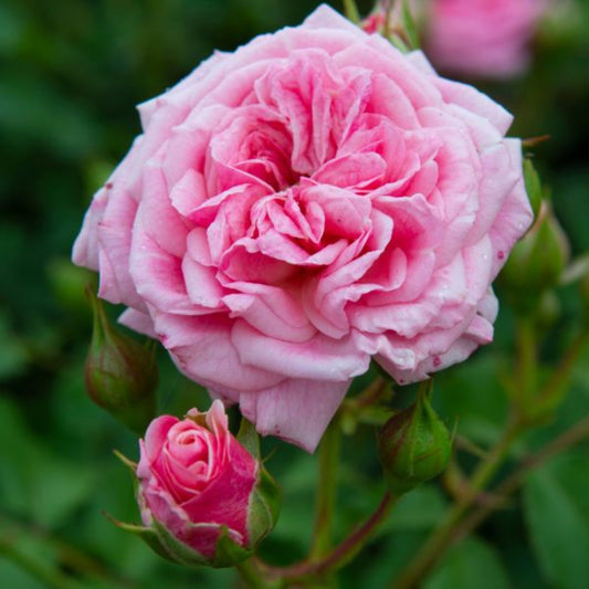 Compact mound of Sweet Drift Rose in landscape bed