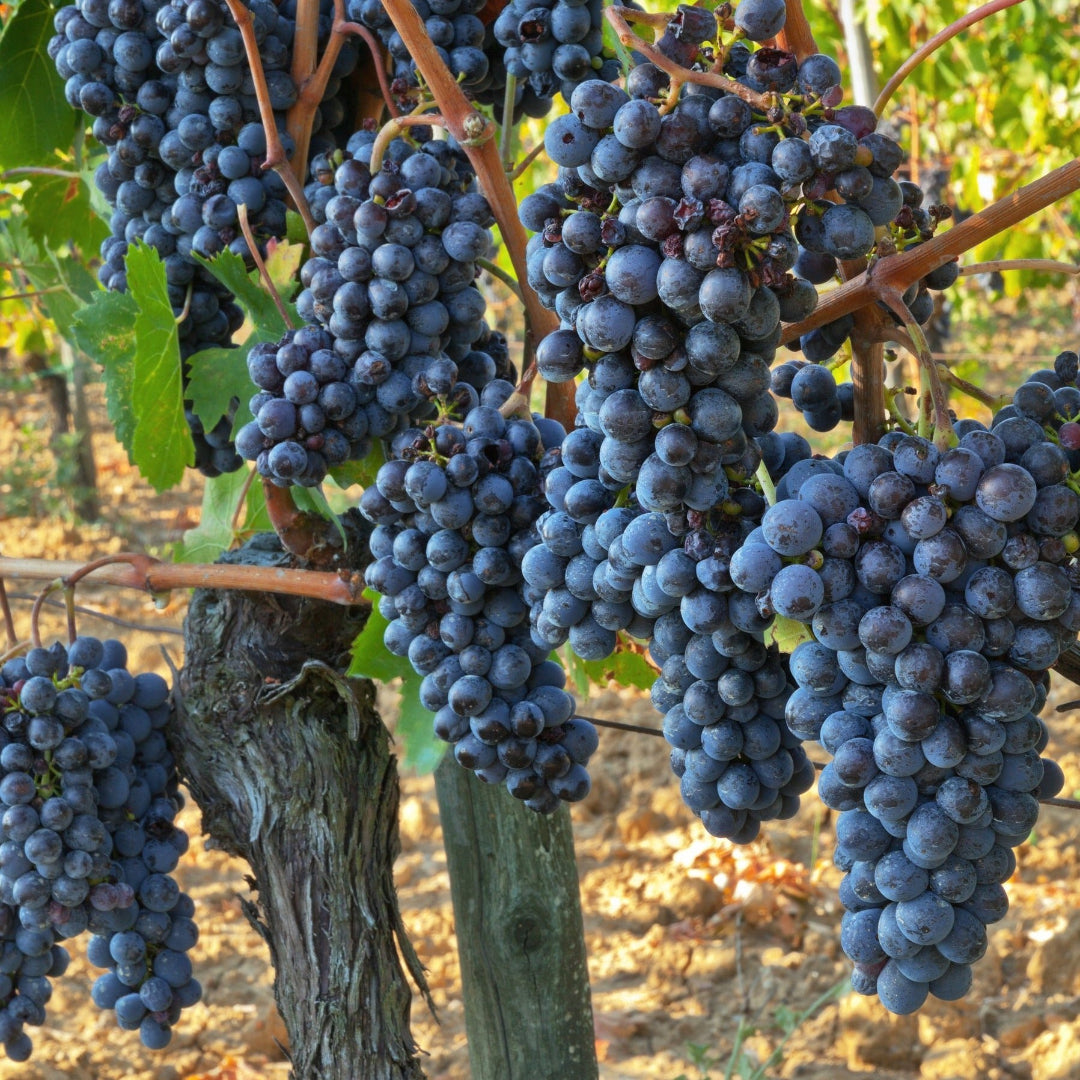 Jupiter grapes cluster on vine with large seedless purple grapes ready for harvest