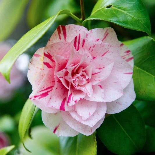 Striped Pink and White Camellia Blossom