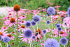 Deer Resistant Plants