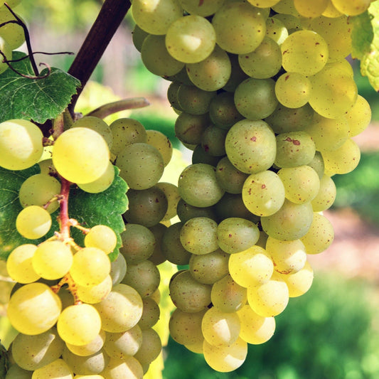 Interlaken Seedless Green Table Grape Vine