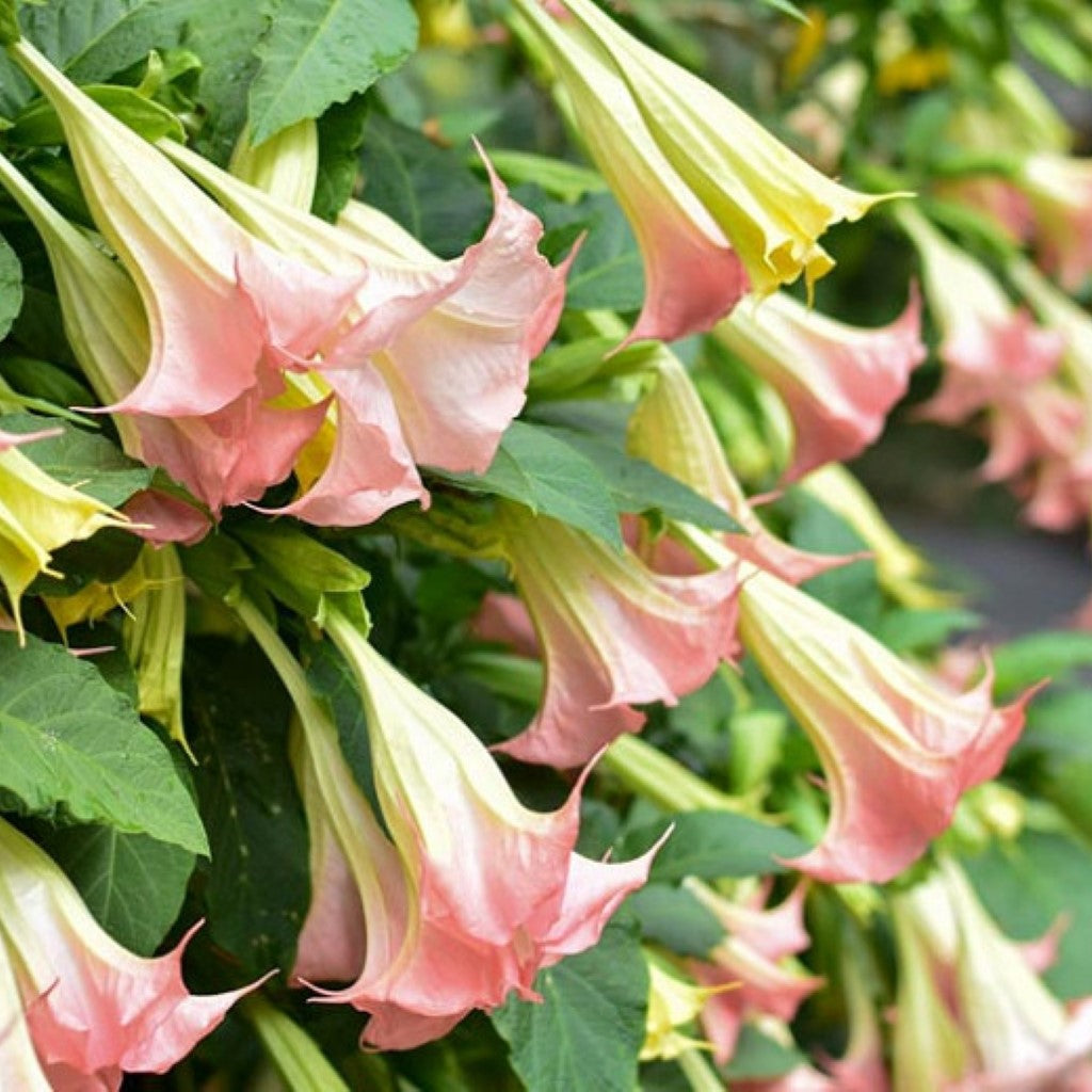 Pink Angel’s Trumpet potted plant display
