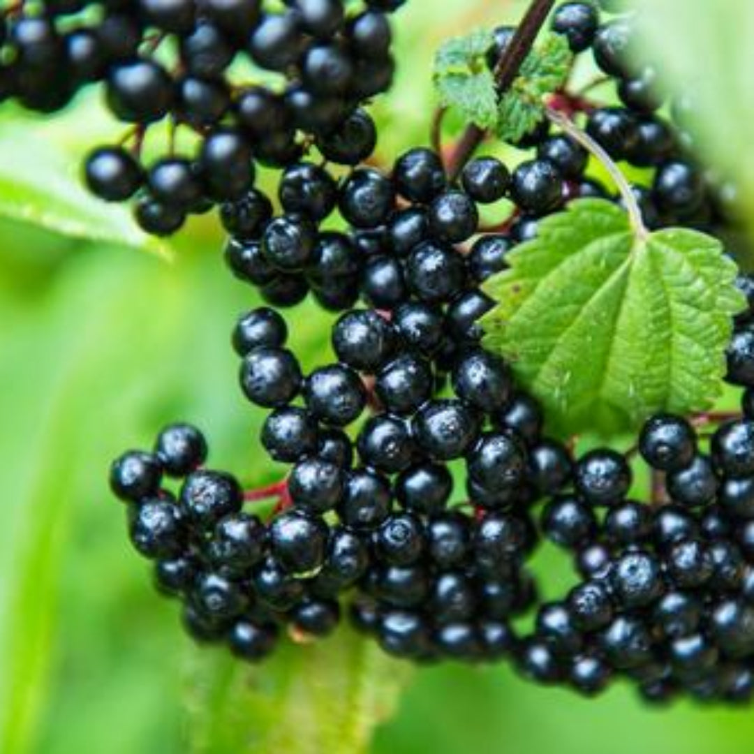 Adams Elderberry – fruit tree
