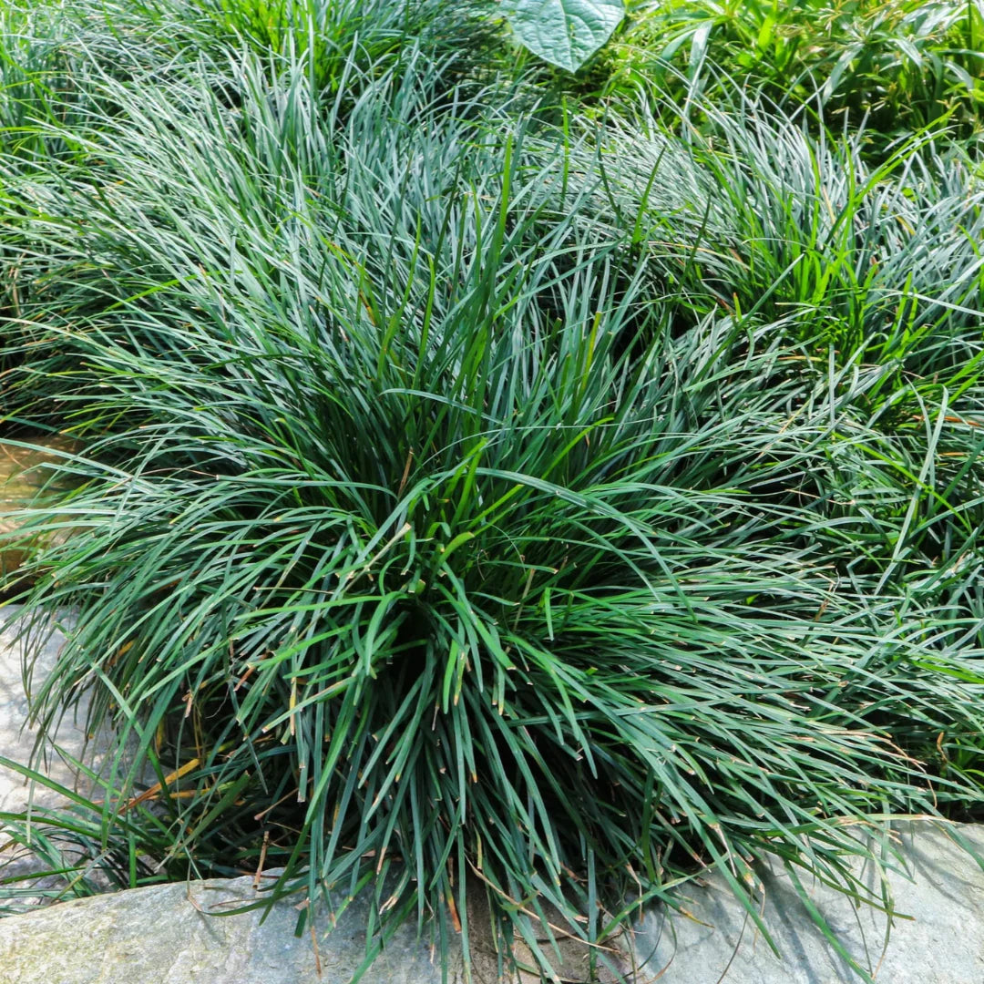 Mondo Grass dwarf variety growing in garden