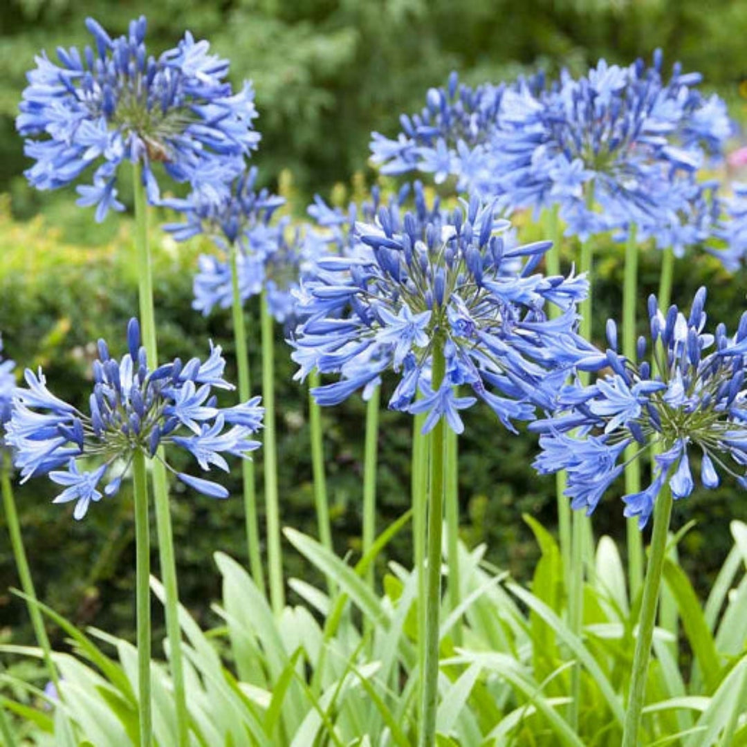 Agapanthus Blue plant displaying tall stems topped with vibrant blue flower clusters