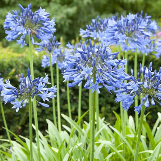 Agapanthus Blue plant displaying tall stems topped with vibrant blue flower clusters