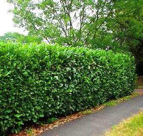 Schipkaensis Laurel plant potted evergreen shrub ready for garden planting