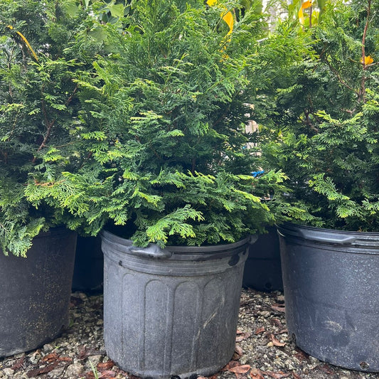 Slender Hinoki Cypress evergreen conifer tree planted as a decorative landscape accent
