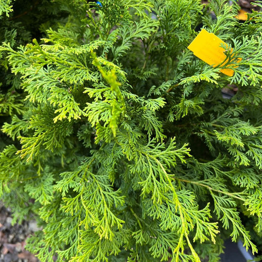 Young Hinoki Cypress tree displaying narrow upright form suitable for small gardens