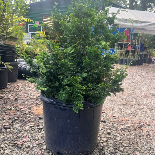 Slender Hinoki Cypress evergreen tree with upright narrow growth in a landscaped garden setting
