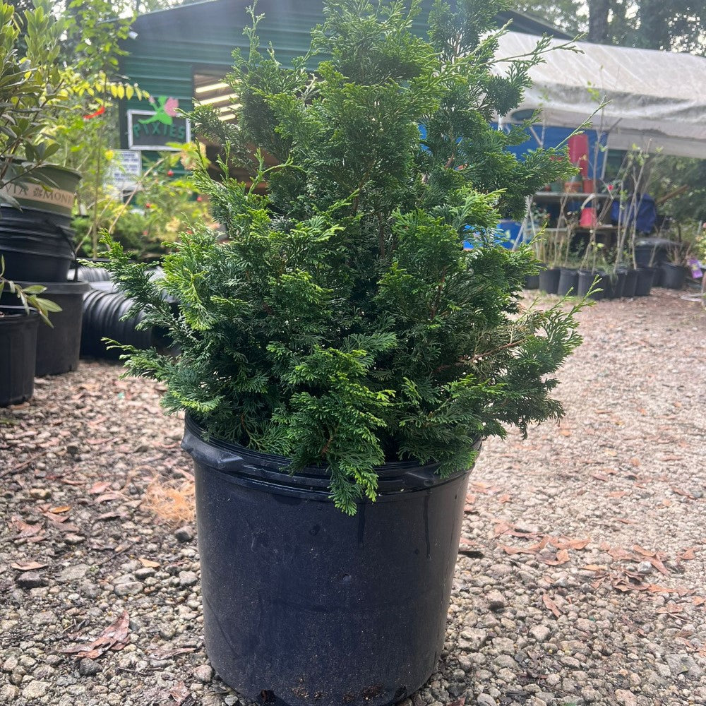 Slender Hinoki Cypress evergreen tree with upright narrow growth in a landscaped garden setting