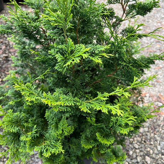 Mature Hinoki Cypress evergreen conifer with dense green foliage and elegant vertical shape
