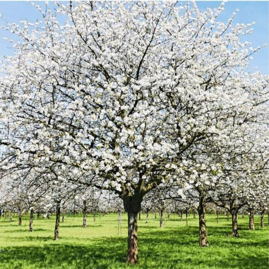 Snow Goose Cherry