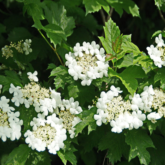 Summer Snowflake Viburnum Shrub Blooming in Layers with Green Foliage