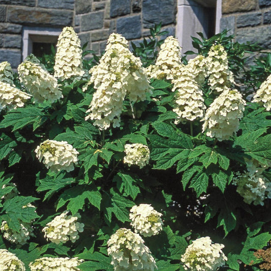 Snow Queen Oakleaf Hydrangea in Full Summer Bloom with Large Clusters