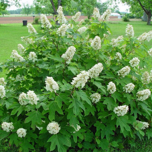 Snow Queen Oakleaf Hydrangea Showcasing Upright White Flower Heads