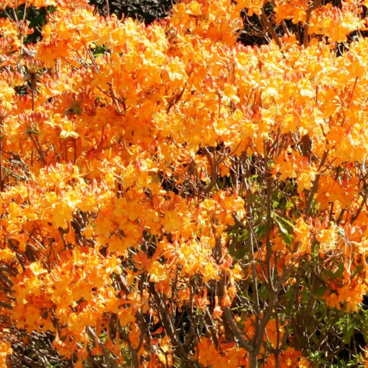 Solar Glow azalea flowering shrub adding vibrant color to garden borders