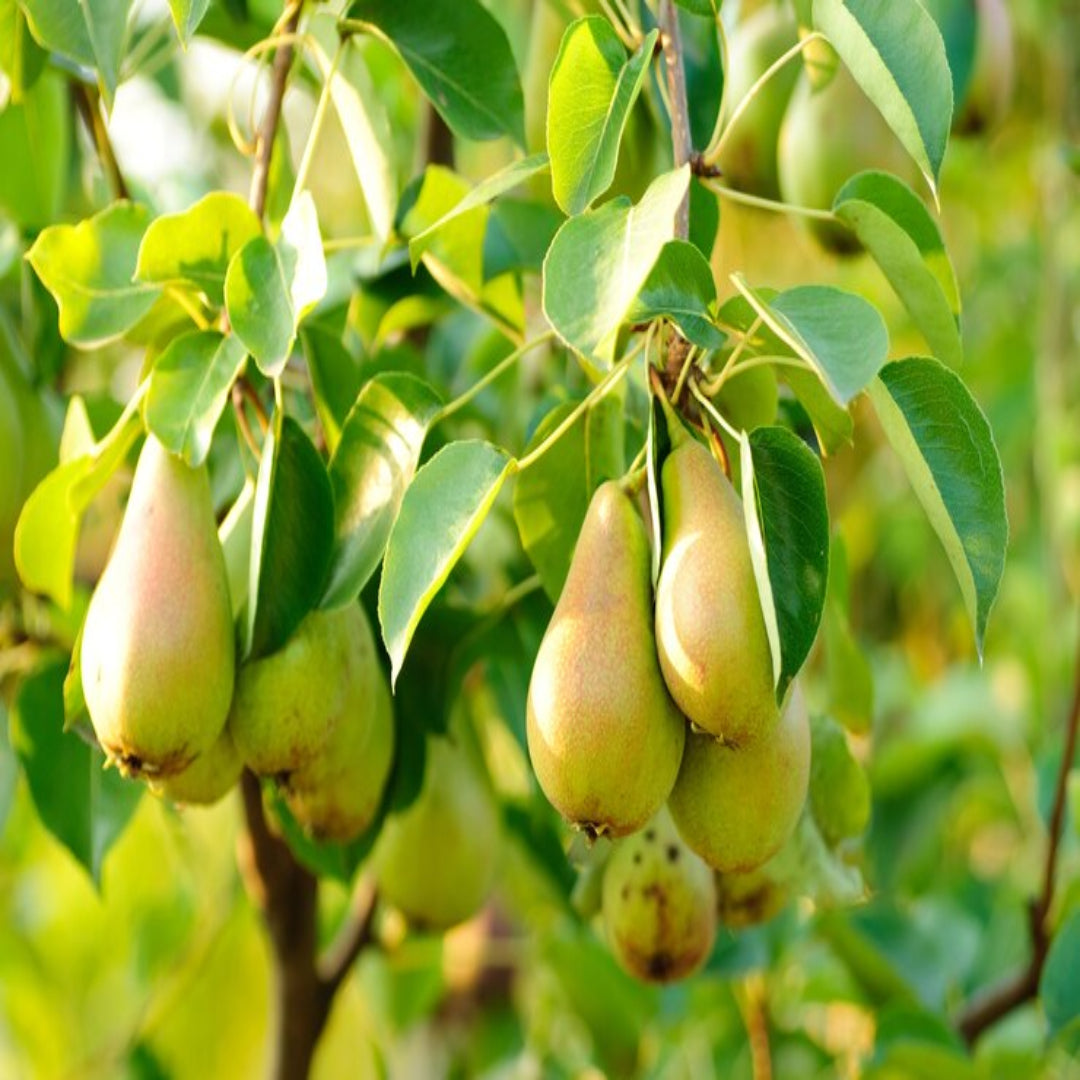 Bartlett Pear diagram with fruit and foliage details