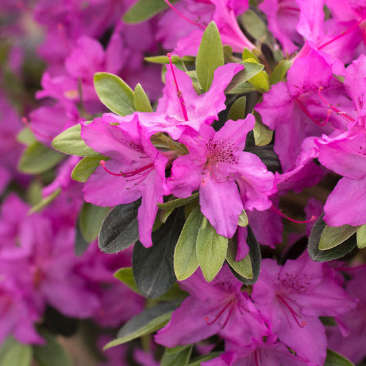 Southern Charm azalea showcasing glossy foliage and compact growth habit