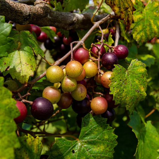 Black muscadine grapes hanging in clusters on a productive grape vine