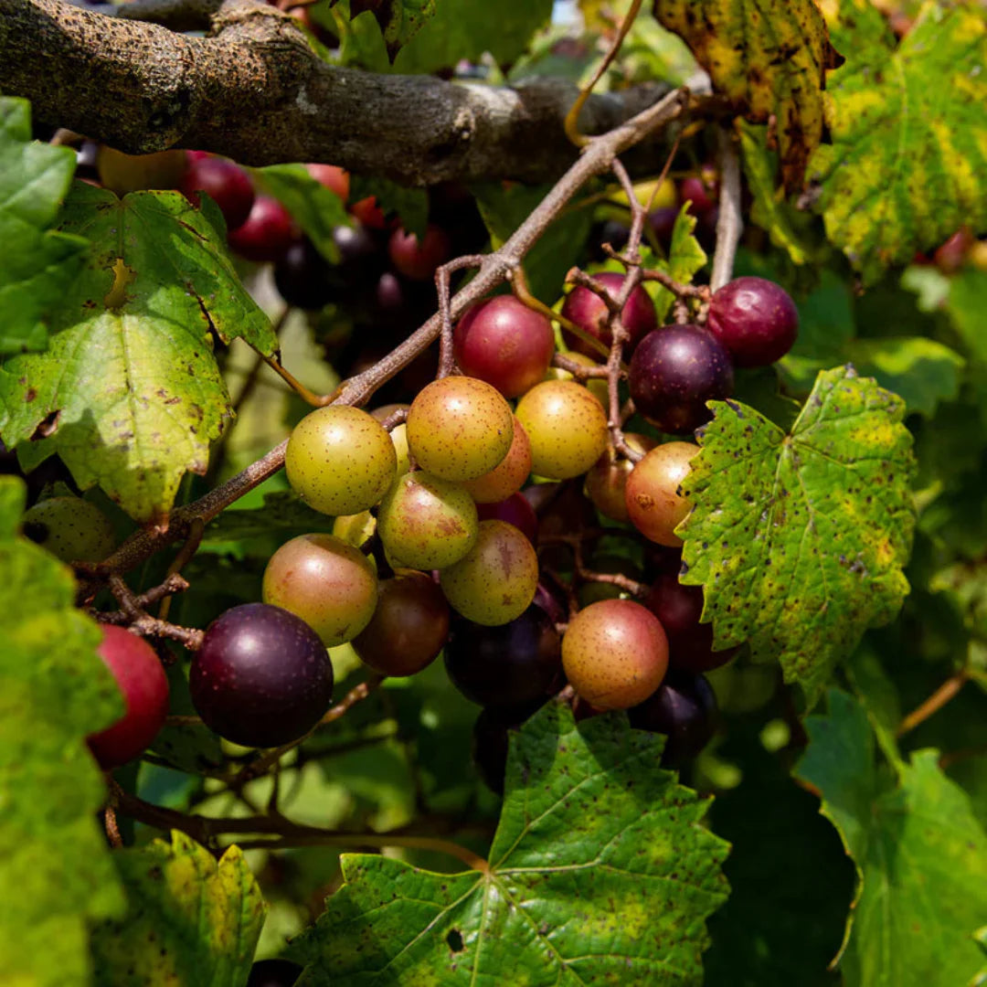 Bronze seedless muscadine grapes on sterling vine