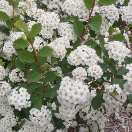 Spiraea Vanhouttei – Bridal Wreath Spirea | Cascading White Blooms | Zones 3–8 live plant for landscaping and home gardens