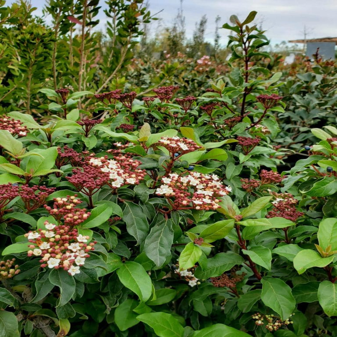 Blooming Spring Bouquet Viburnum Shrub with Evergreen Foliage
