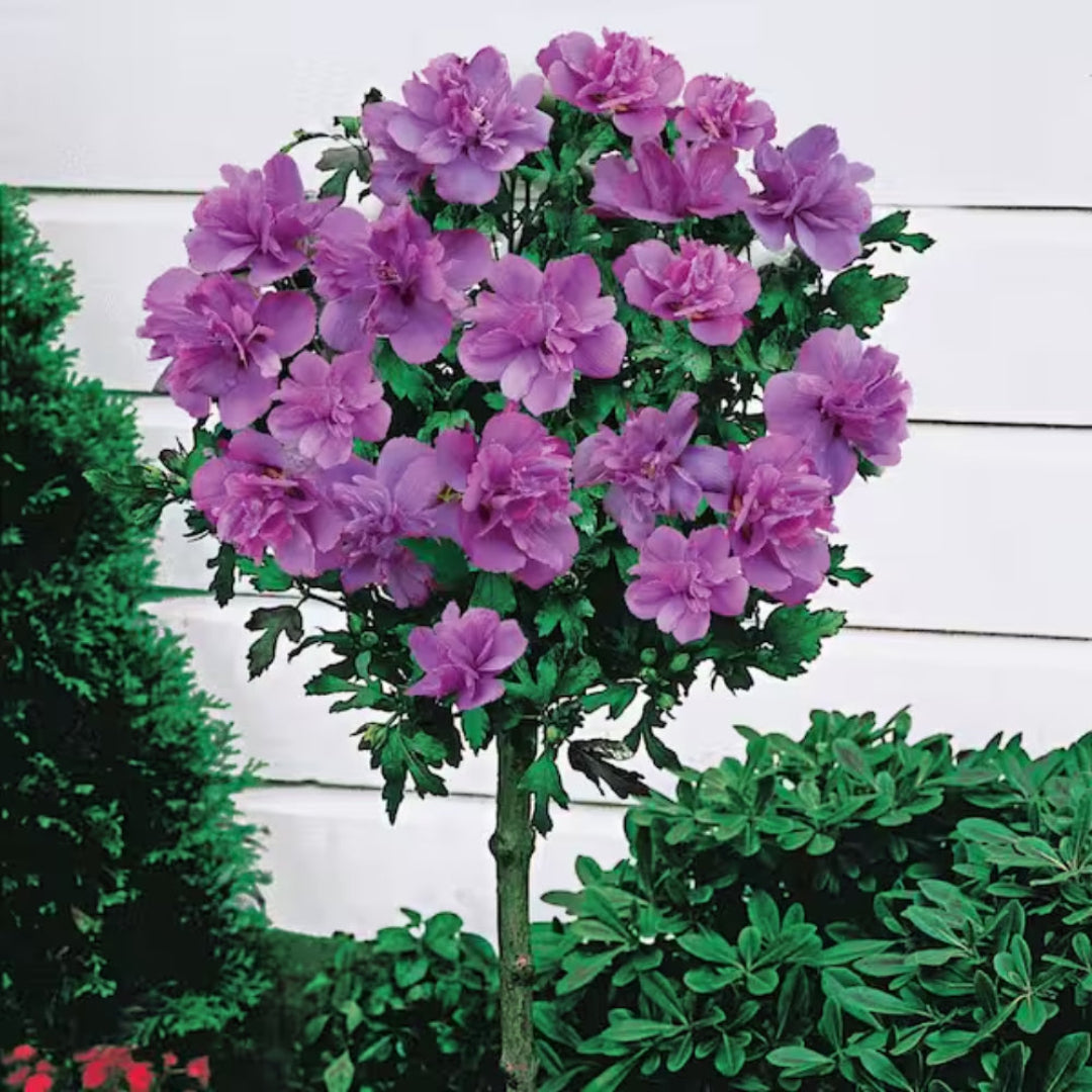 Amplissimus Rose of Sharon shrub displayed in outdoor planting bed