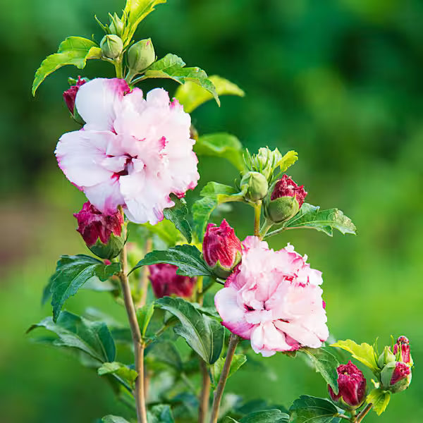 Mature tropical hibiscus shrub with colorful flowers used as a landscape accent plant