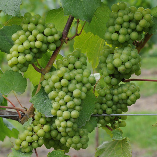 Chardonnay wine grape cluster on vine