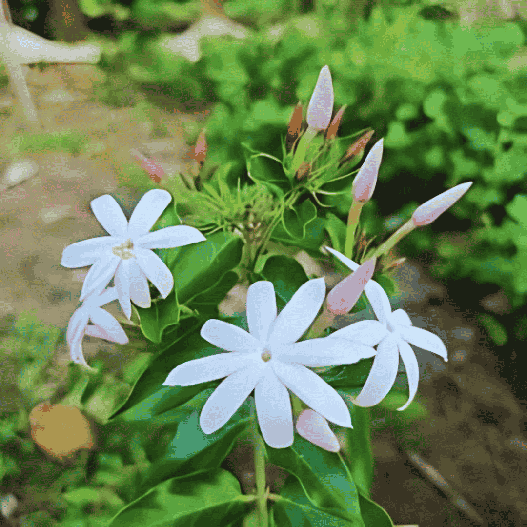 Star Jasmine color variation chart showing white bloom details