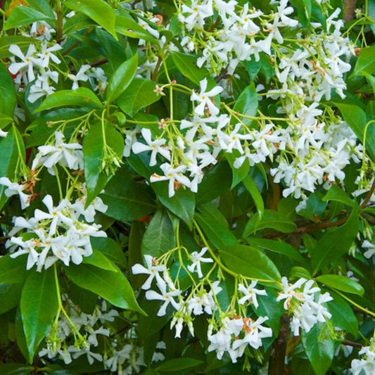 Star Jasmine plant in garden setting with blooming white flowers