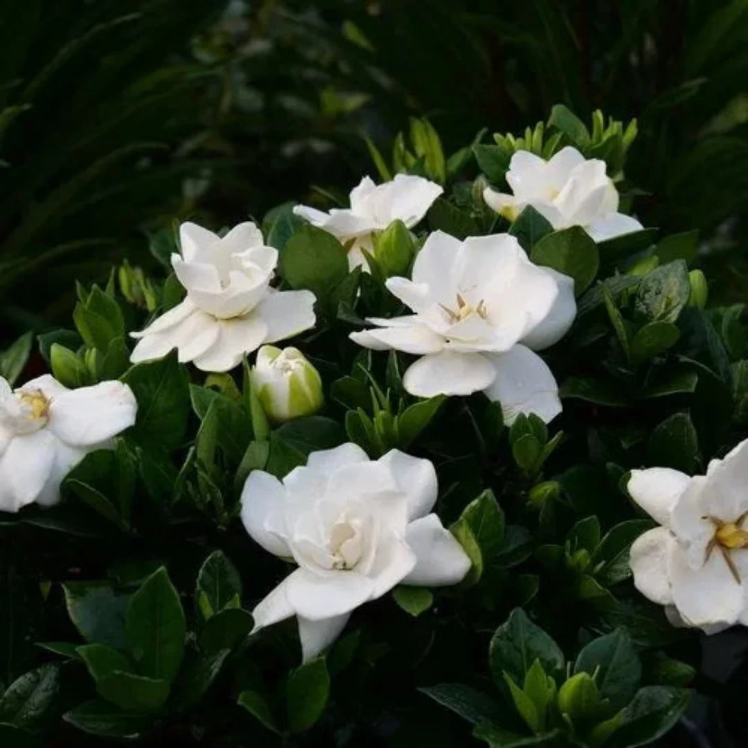 Ivory Palace Gardenia