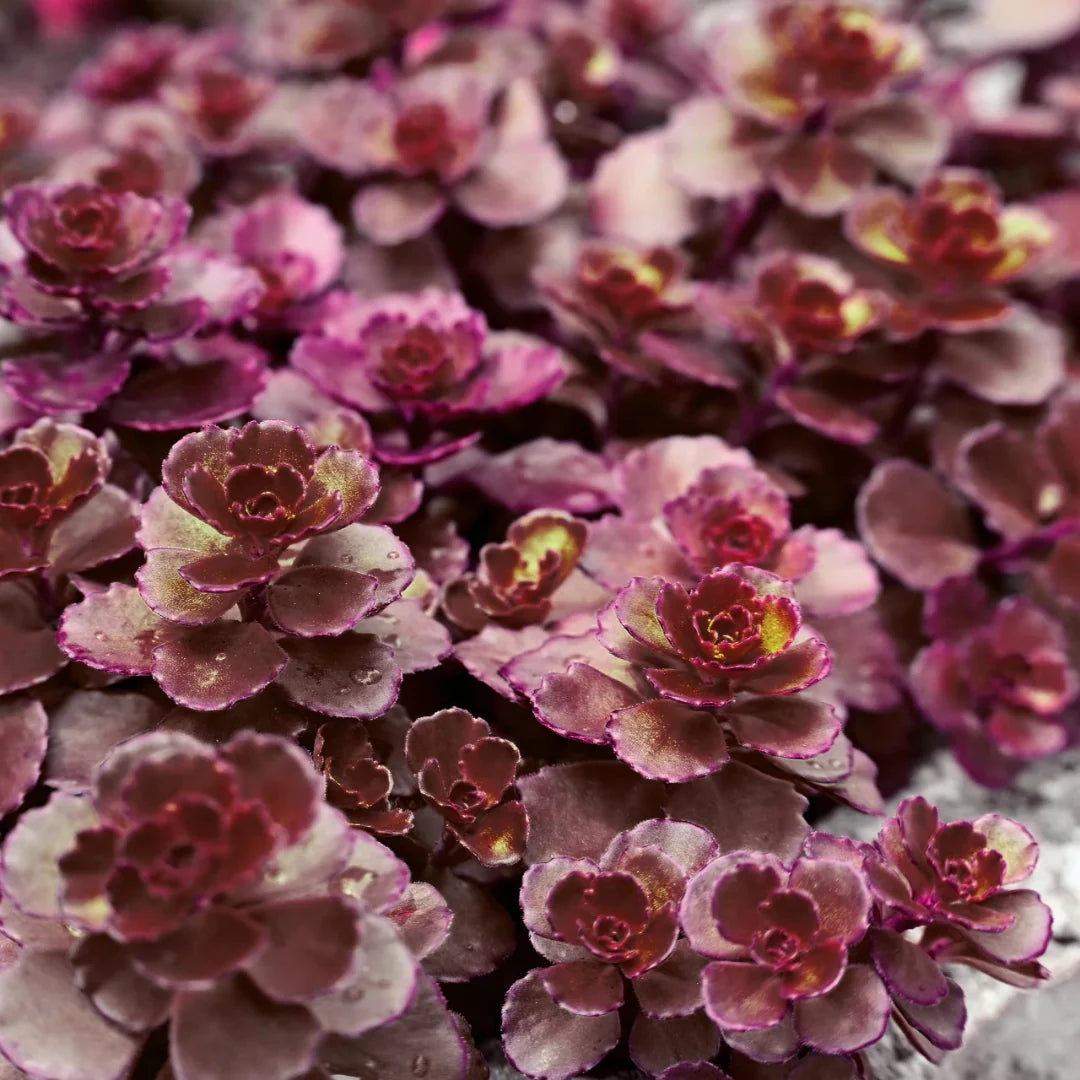 homeandgardensforless.com