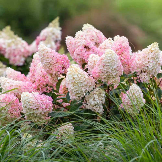 Strawberry Sundae Hydrangea Bush with Rounded Pink Flowers