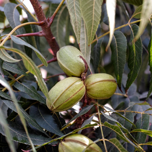 Stuart Pecan Tree, – fruit plant
