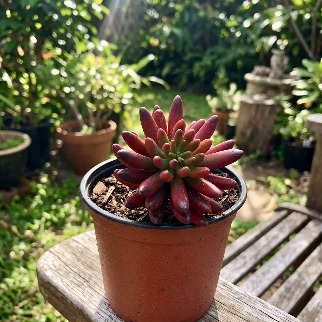 Compactum Remake Pachyphytum – Colorful Stone Rosette Succulent (Pachyphytum compactum)
