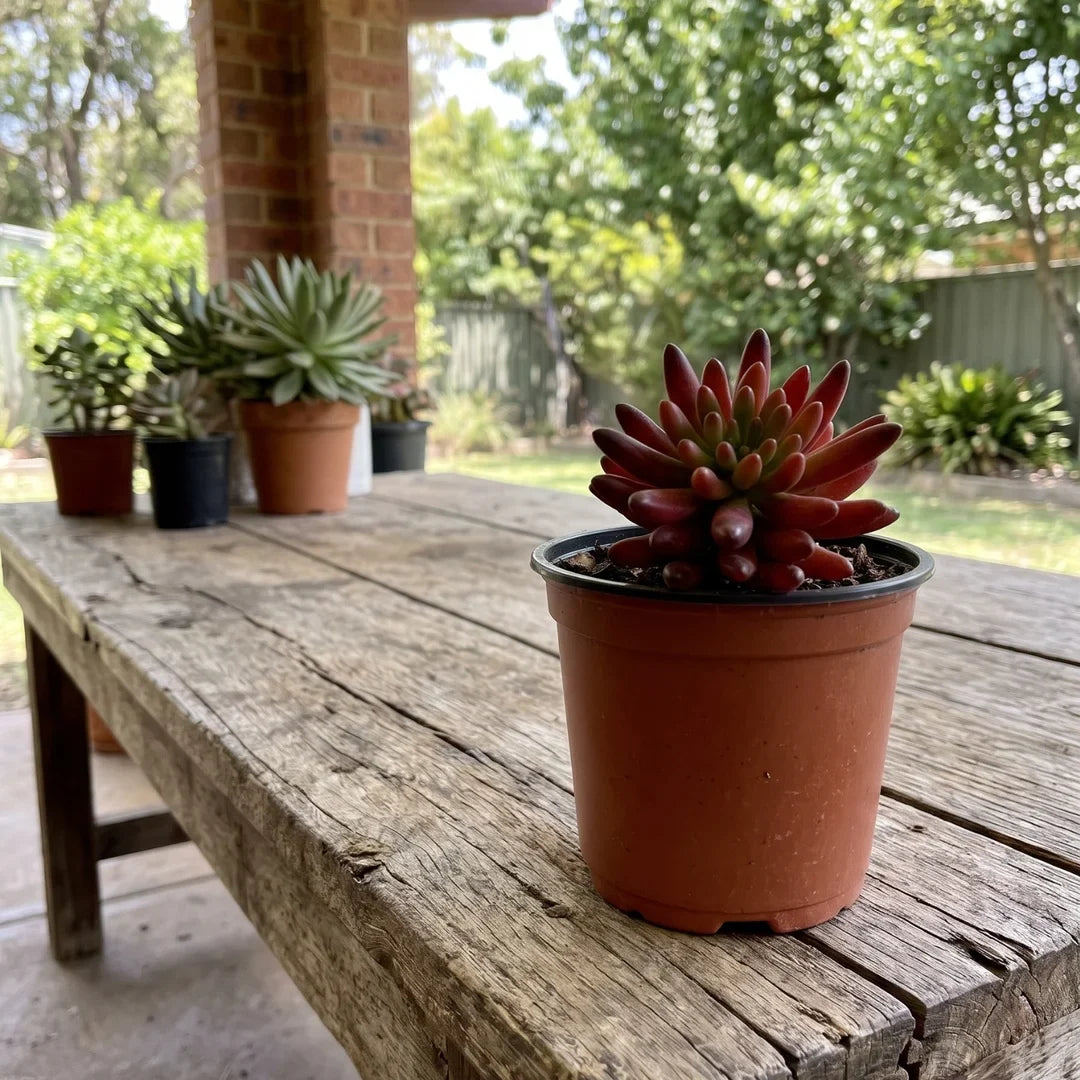 Compactum Remake Pachyphytum – Colorful Stone Rosette Succulent (Pachyphytum compactum)