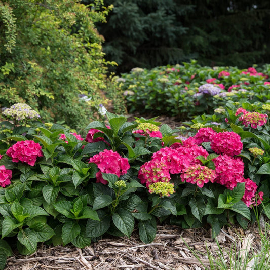 Beautiful Summer Crush Hydrangea plant in full bloom